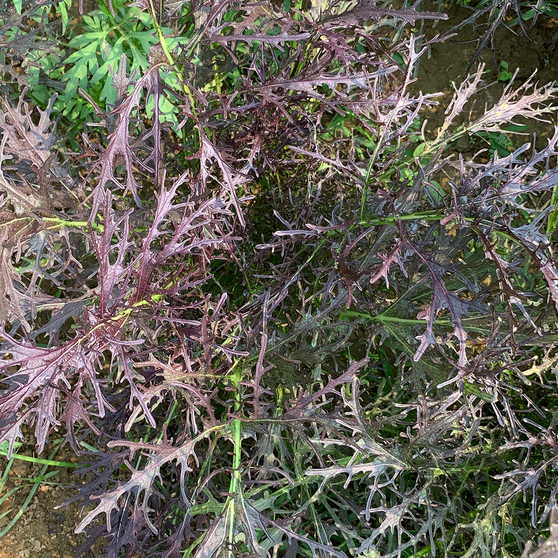 Baby Red Mizuna