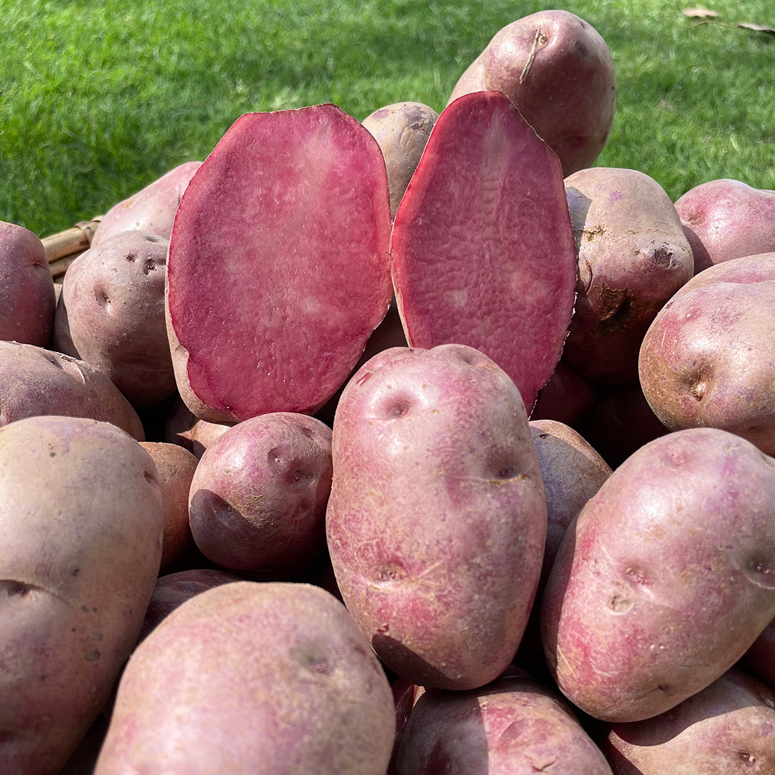Mulberry Beauty Potato