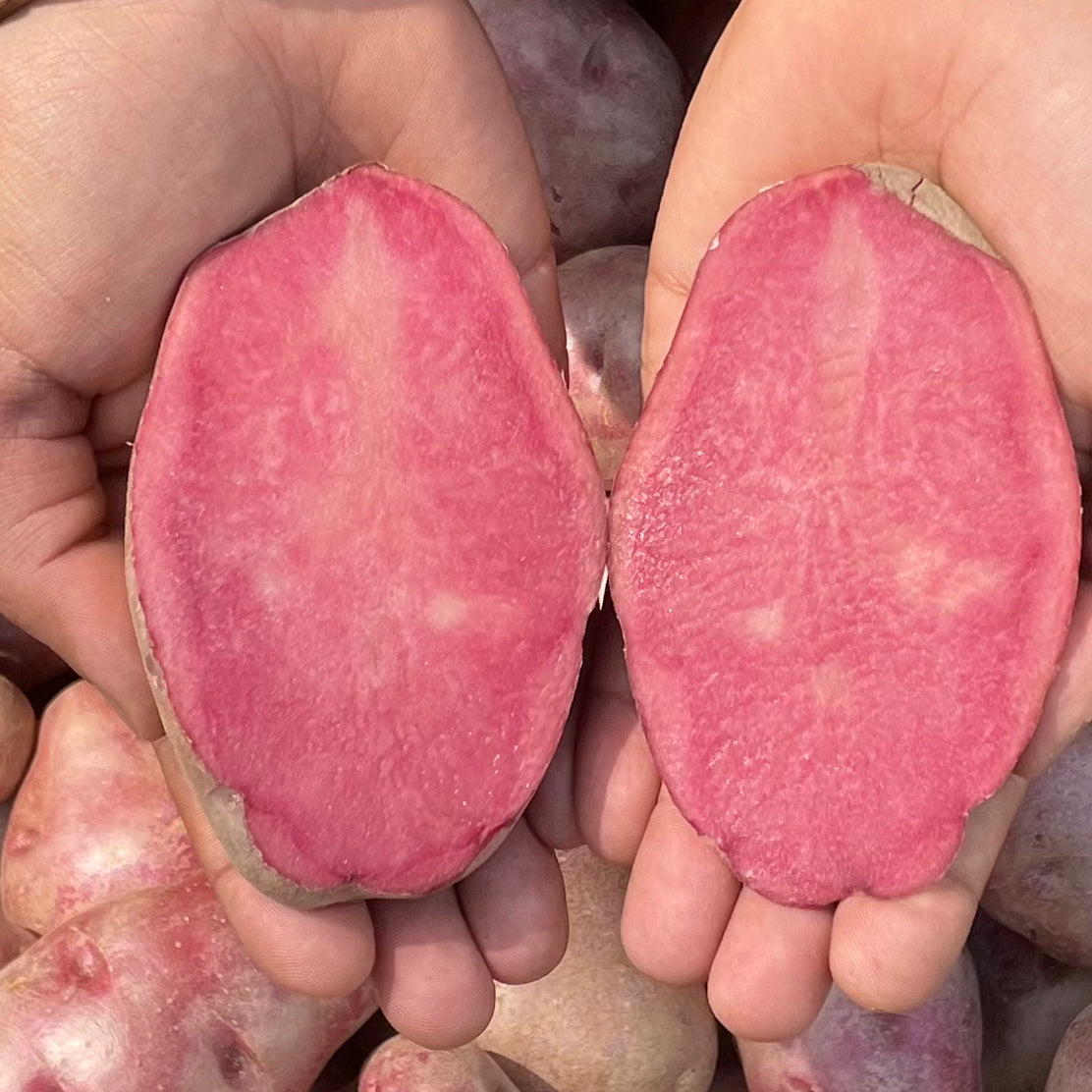 Mulberry Beauty Potato