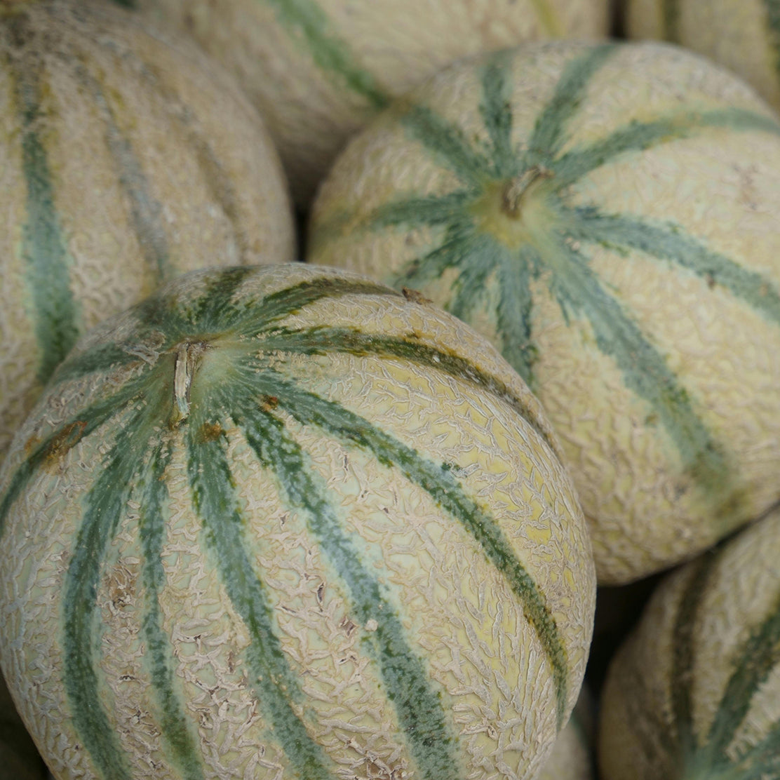 Muskmelon