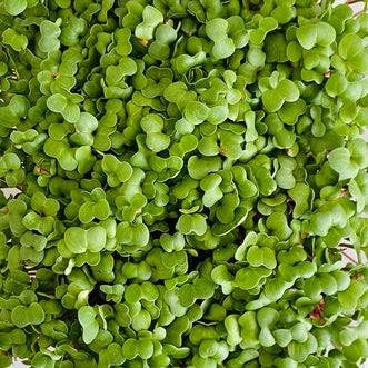Mustard Microgreen