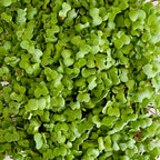 Mustard Microgreen