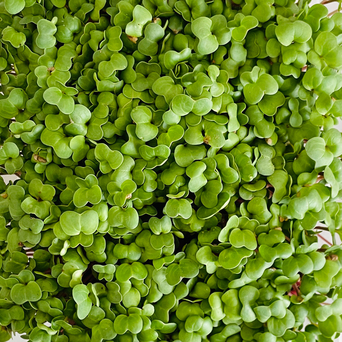 Mustard Microgreen