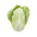 Chinese Cabbage