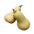 Butternut Squash