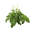 Rocket Leaves