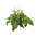 Rocket Leaves