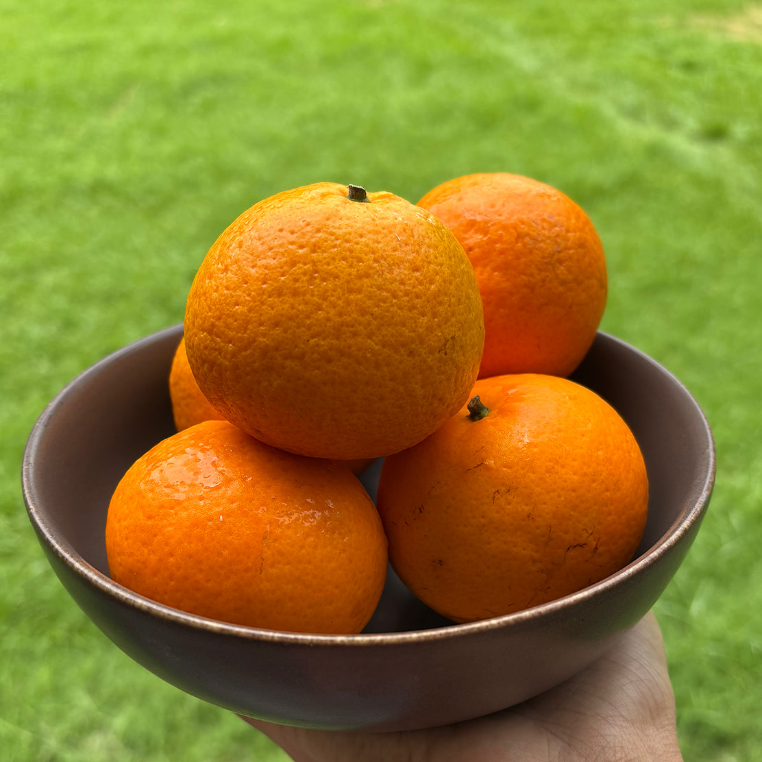 Orange (Mini)