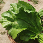 Palak