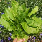 Palak