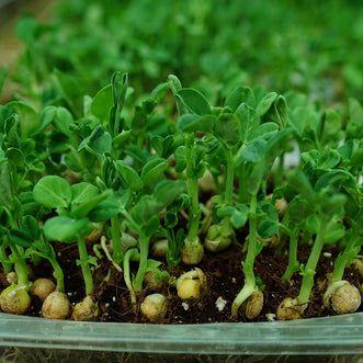 Peashoot Microgreen Live