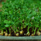 Peashoot Microgreen Live