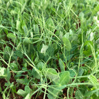 Peashoot Microgreen Live