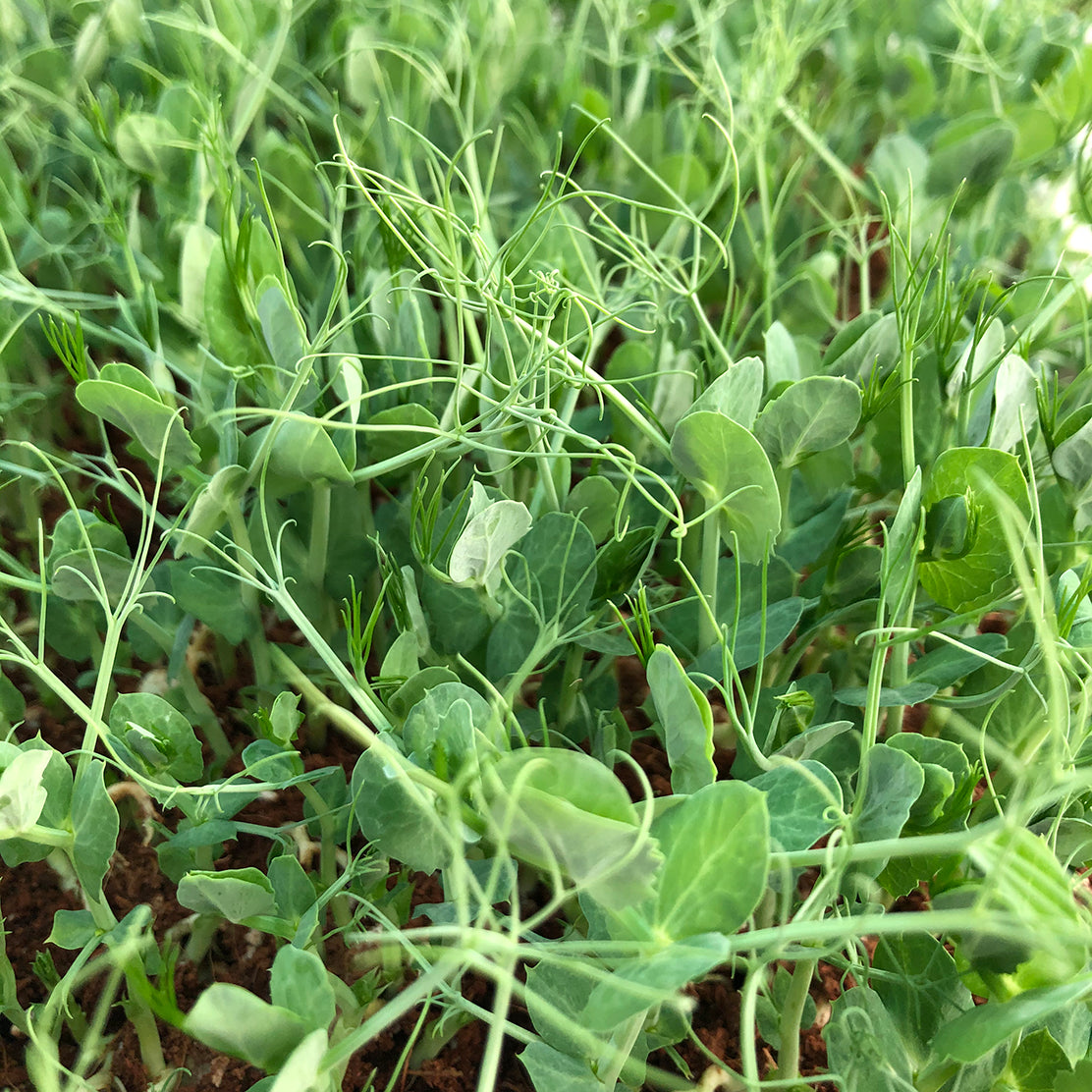 Peashoot Microgreen Live