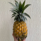 Pineapple (Queen)