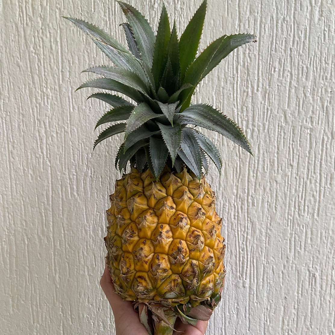 Pineapple (Queen)