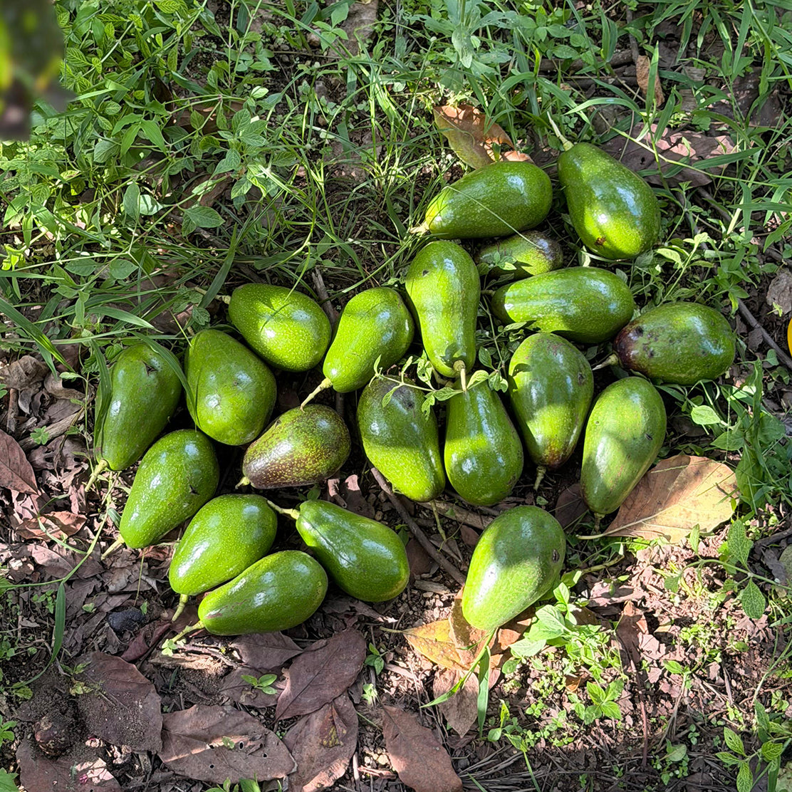 Pinkerton Avocado