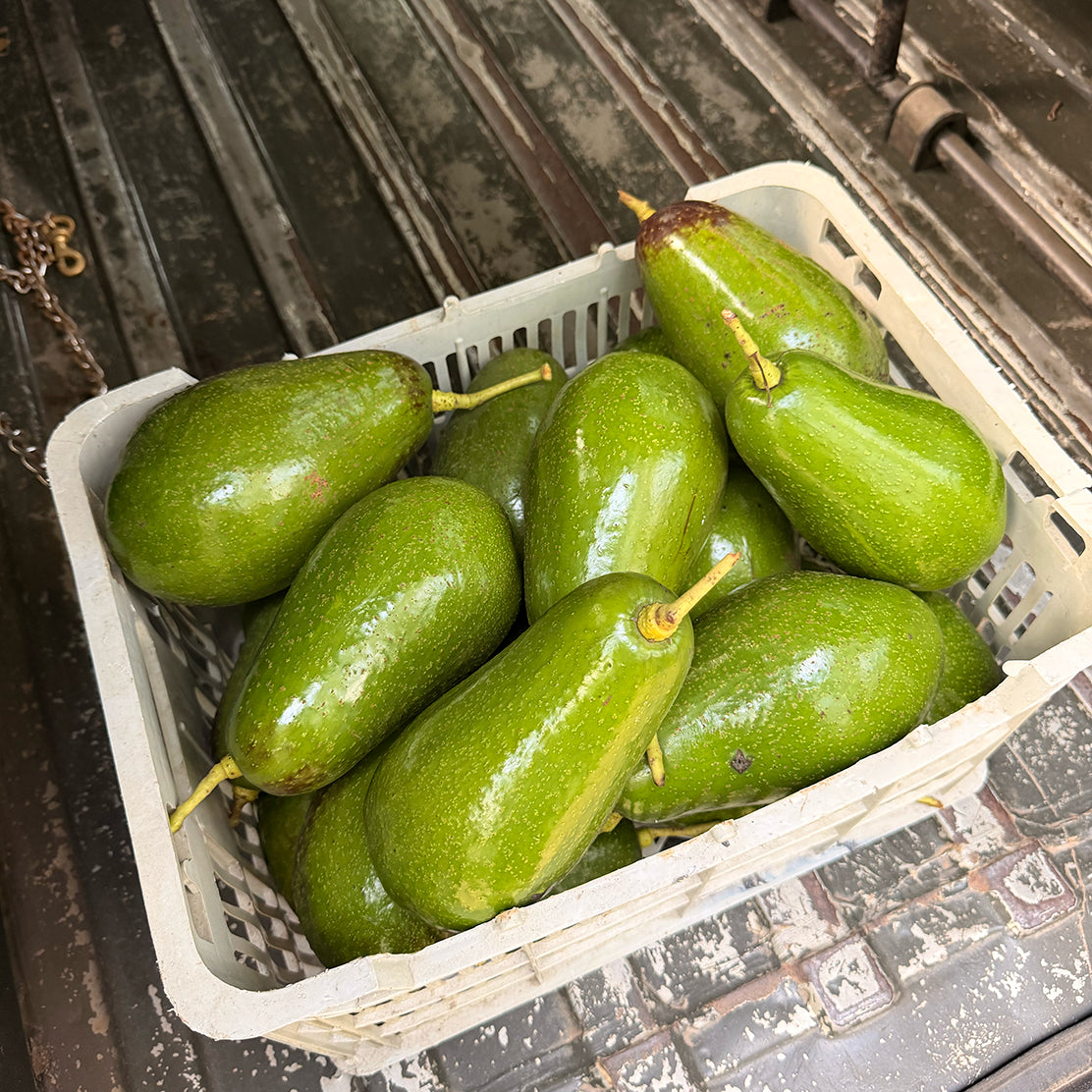 Pinkerton Avocado