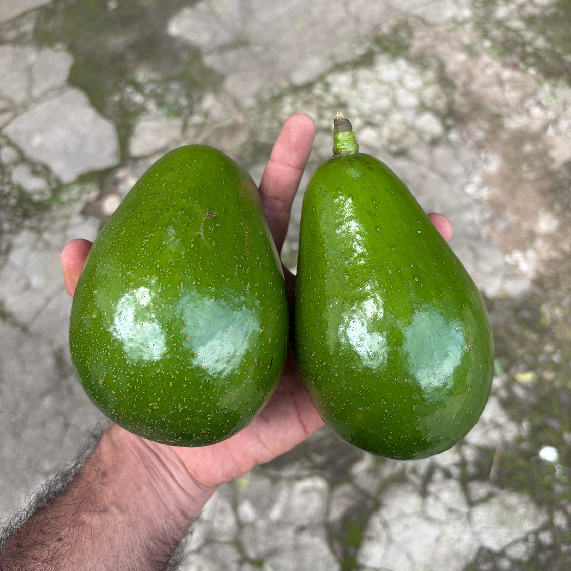 Pinkerton Avocado