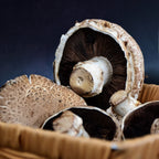 Portobello Mushroom