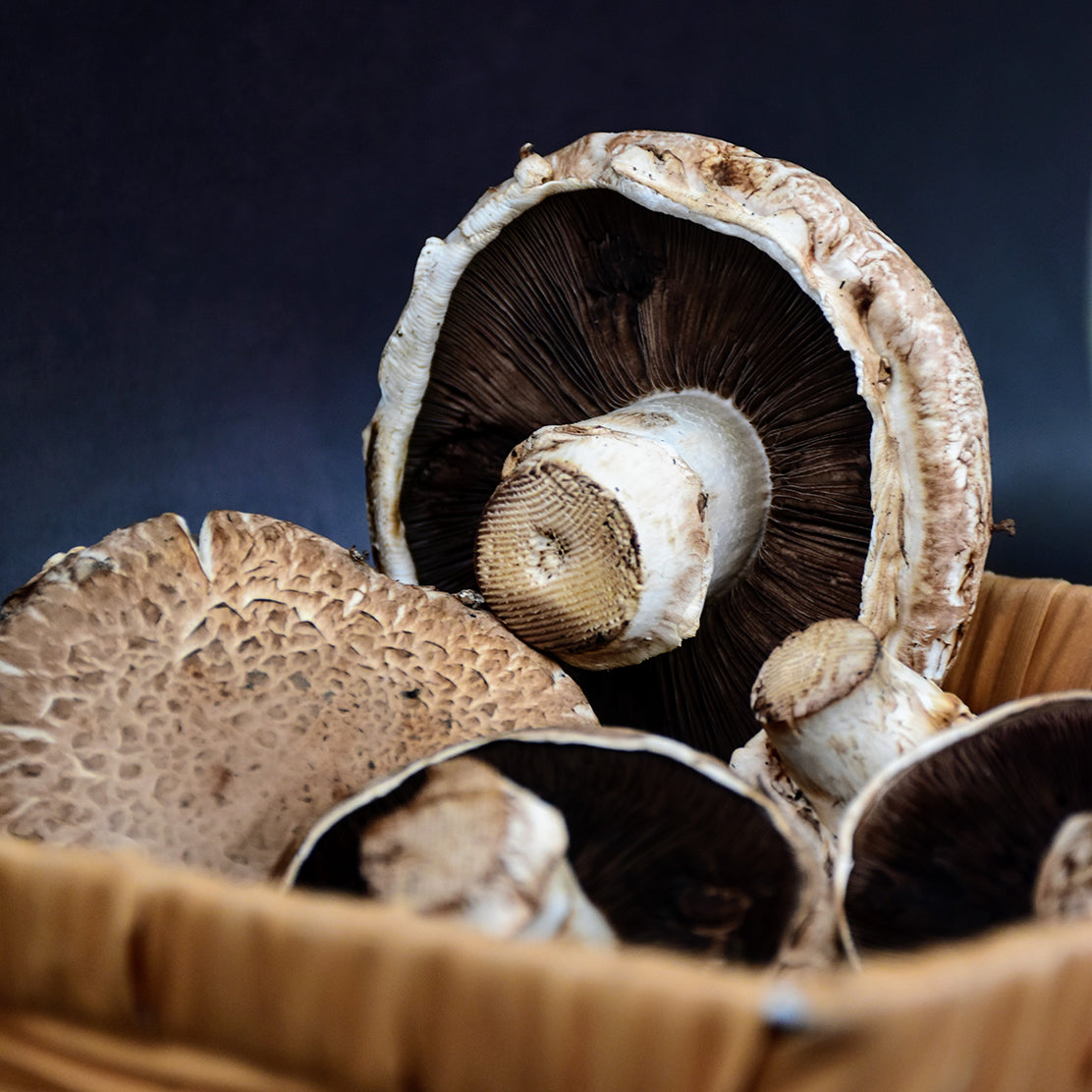 Portobello Mushroom