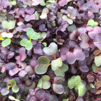 Purple Radish Microgreen