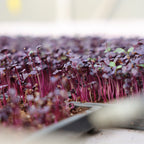Purple Radish Microgreen