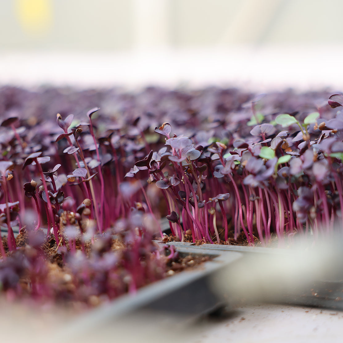 Purple Radish Microgreen