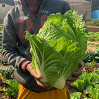 Cabbage (Chinese)