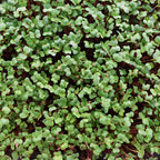 Radish Microgreen