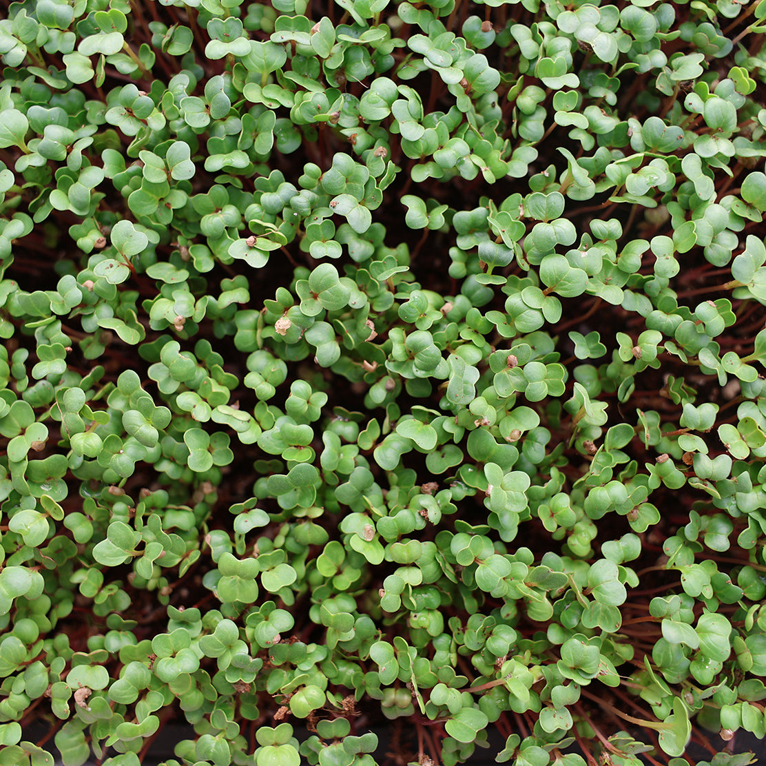 Radish Microgreen