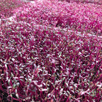 Red Amaranth Microgreen Live