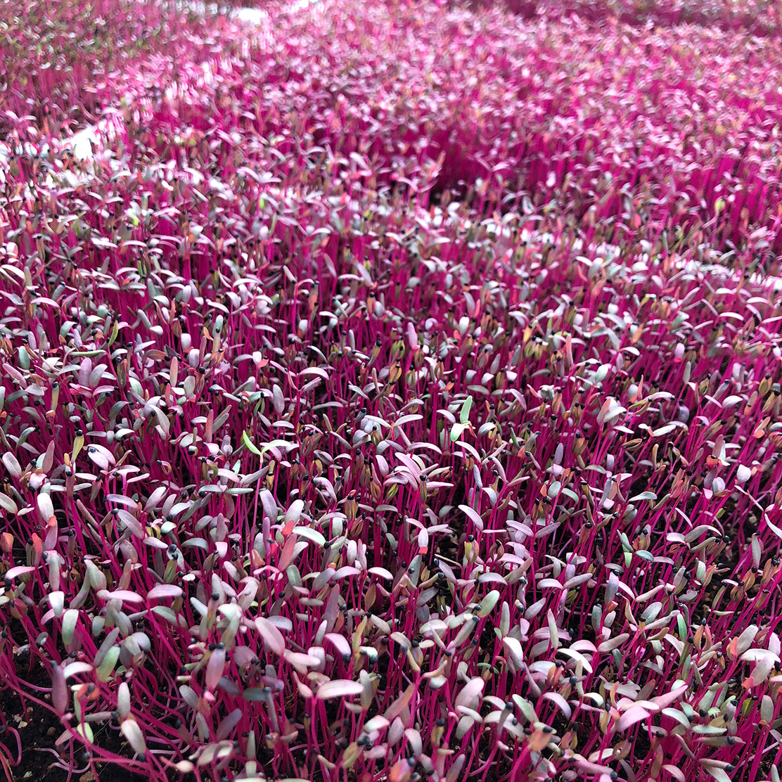 Red Amaranth Microgreen Live