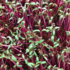 Red Amaranth Microgreen Live