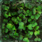 Red Cabbage Microgreen