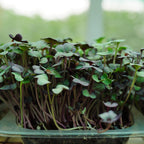 Red Cabbage Microgreen