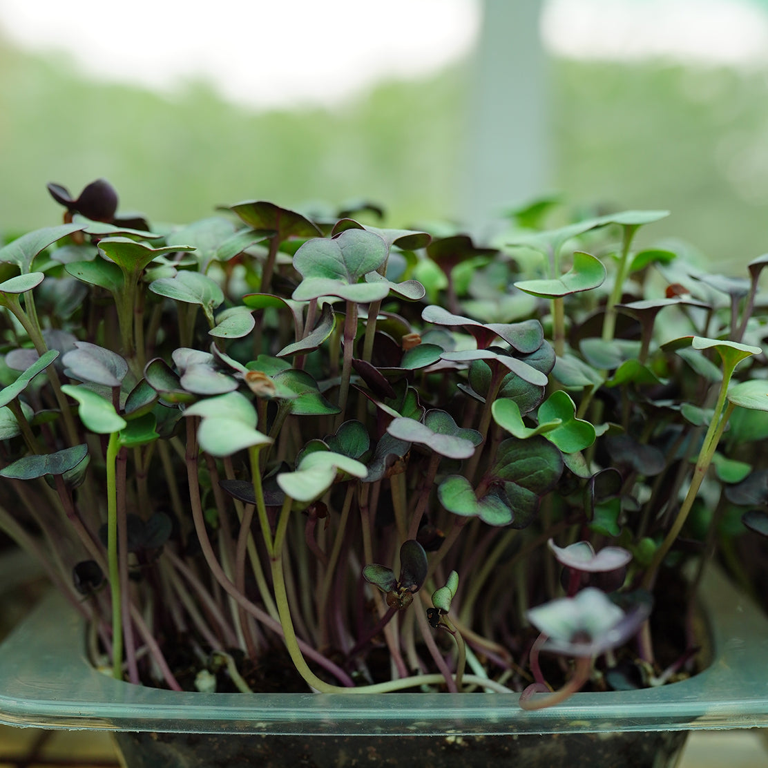 Red Cabbage Microgreen