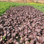 Red Japanese Mustard