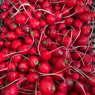 Radish (Red Round)