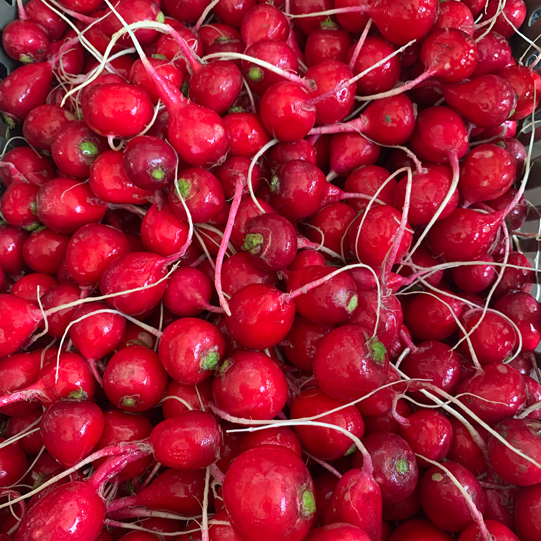 Radish (Red Round)