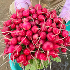 Radish (Red Round)