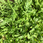 Wild Italian Rocket