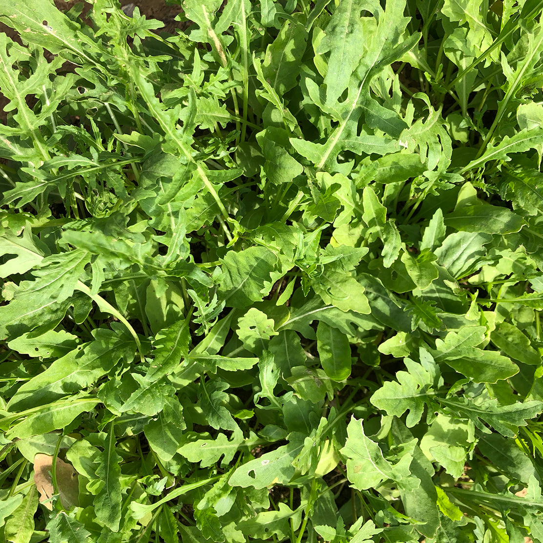 Wild Italian Rocket