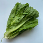 Lettuce (Romaine)