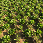 Lettuce (Romaine)