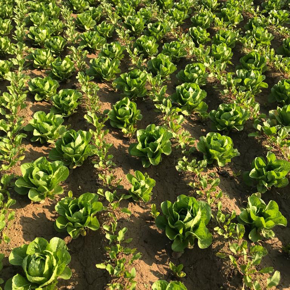 Lettuce (Romaine)