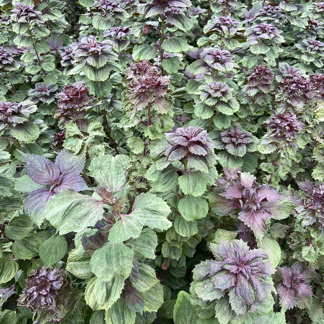 Baby Shisho Leaves