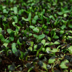 Sunflower Microgreen
