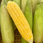 Sweet Corn -Store in the Freezer