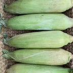 Sweet Corn -Store in the Freezer